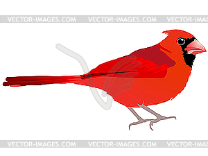 Beautiful red bird - royalty-free vector clipart