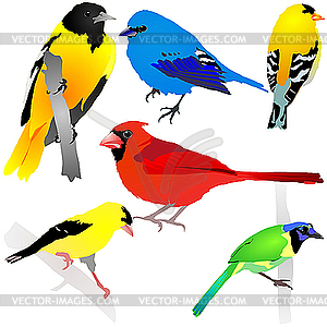 Collection of birds - vector clipart