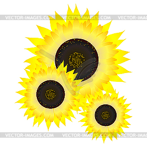 Sunflower. - vector image