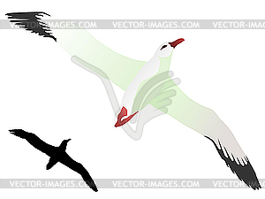 Albatross - stock vector clipart