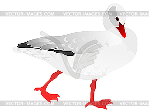 Drawing of white goose - vector image