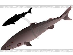 S Greenland shark - vector clipart