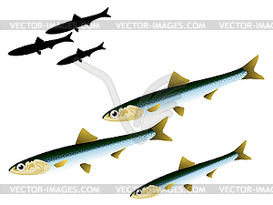 S anchovy - vector image