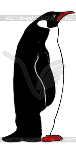 Penguin - vector clipart