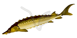 Sturgeon - vector image