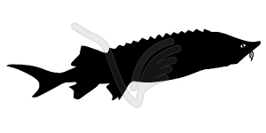 Beluga - white & black vector clipart