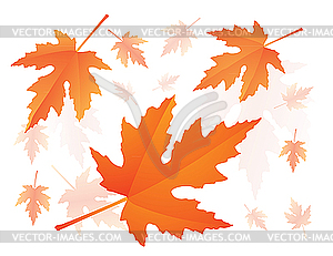 Falling maple leaves - vector clipart