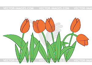 Tulips - vector clipart