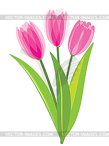 Pink tulips - vector image