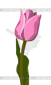 Tulip pink - vector image