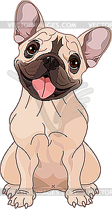 Fawn French bulldog - vector clip art