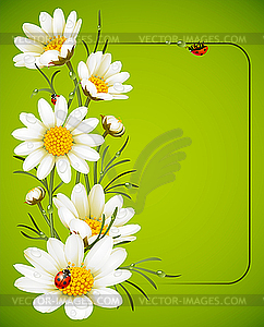 Camomile frame - vector clip art