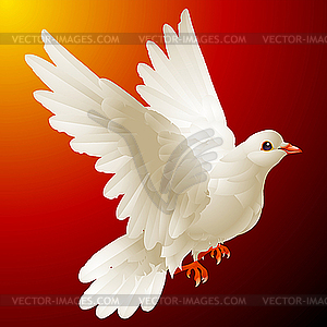 White dove - vector clip art