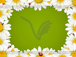 Camomile Floral Frame - vector clipart