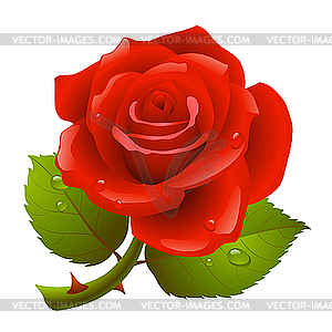 Red rose - vector image