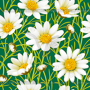 Camomile seamless background - vector clipart