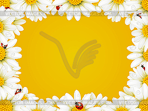 Camomile frame and ladybugs - vector image