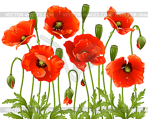 Spring flowers: poppy - vector clipart