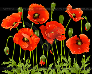 Spring flowers: poppy - vector clipart