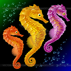 Vector Seahorses - vector image