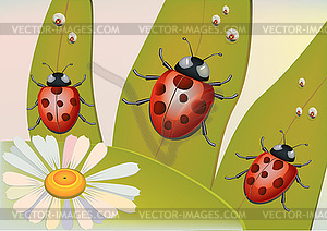 Beetles - royalty-free vector clipart