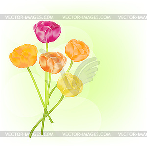Ranunculus background - royalty-free vector clipart