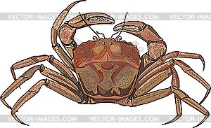 Crab - vector image