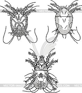 Set of insect parasites - white & black vector clipart