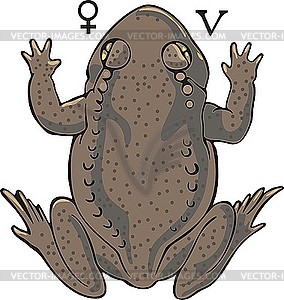 Frog - vector image