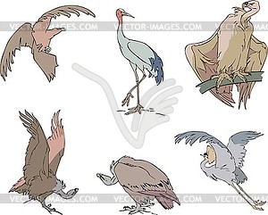 Birds - eagle, stork, vulture and crane - vector clipart