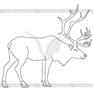 Reindeer - vector image