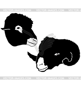 Set with ram and sheep - vector image