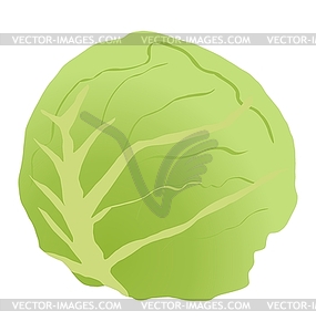 Cabbage stalk - vector image