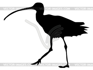 Silhouette of curlew - vector clipart