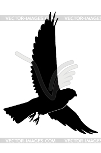 Silhouette of kestrel - vector image