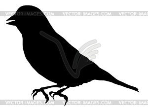 Silhouette of greenfinch - vector image