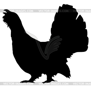 Silhouette of wood grouse - vector clip art