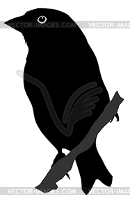 Silhouette of greenfinch - vector clip art