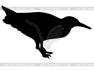 Silhouette of water rail - vector clipart
