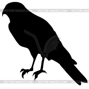 Silhouette of falcon - vector image