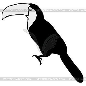 Silhouette of toucan - vector image