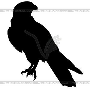 Silhouette of falcon - vector clip art