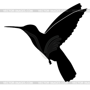Silhouette of colibri - white & black vector clipart