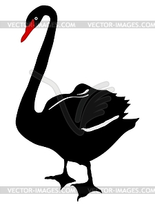 Black swan - vector EPS clipart