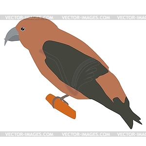 Crossbill - vector clipart