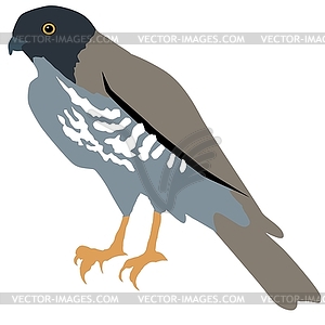 Falcon - vector image