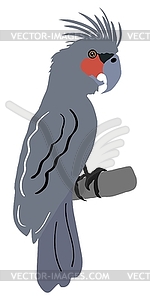 Palm Cockatoo - vector clip art