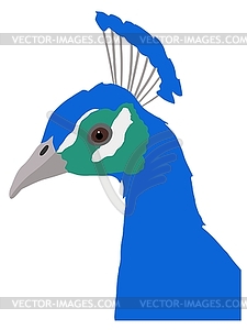 Peacock - vector image