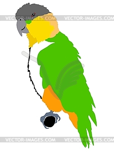 Short-tailed Parrot - vector clipart / vector image