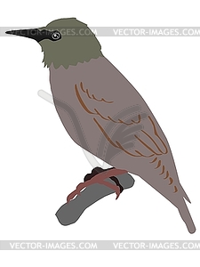 Starling - vector image